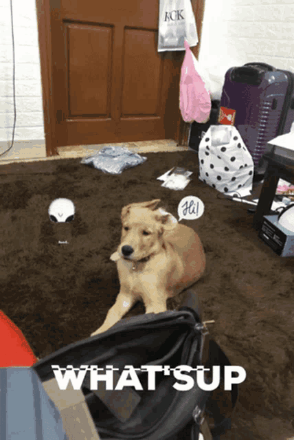 a dog laying on the floor next to a bag that says what sup