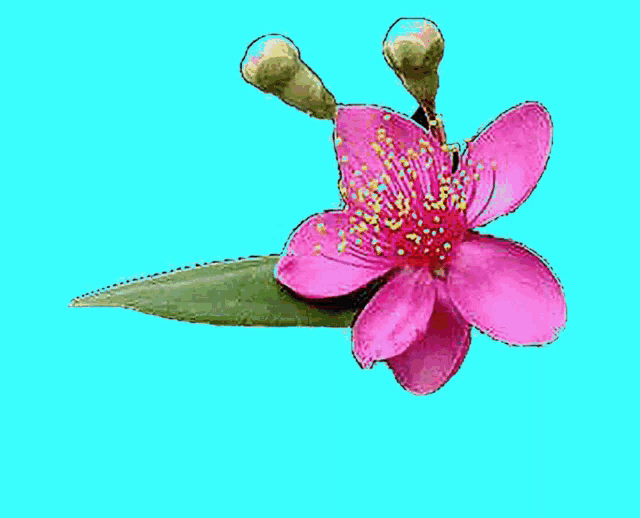 a picture of a pink flower with the date 17-02-1979