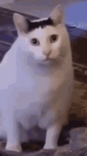 Huh Cat Huh M4rtin GIF - Huh Cat Huh M4rtin Huh GIFs