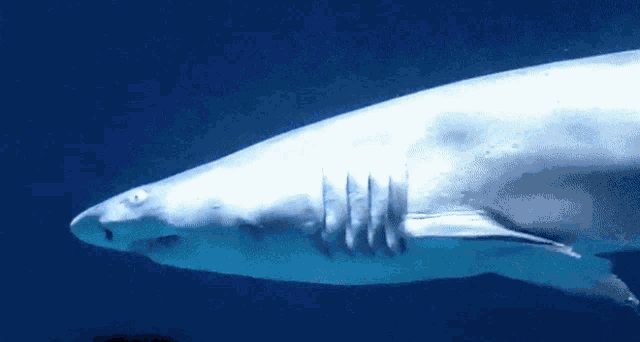 a large white shark is swimming in the blue water