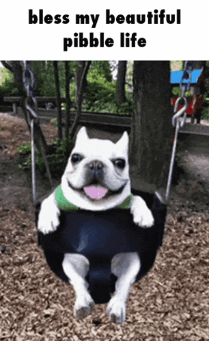 a dog is sitting on a swing with the words bless my beautiful pebble life above it