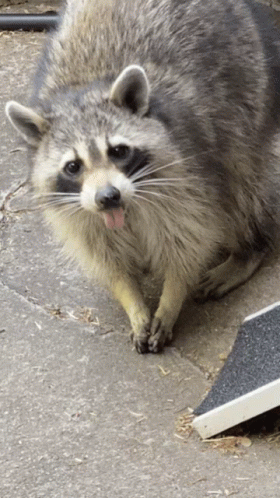 Raccoon Fat GIF - Raccoon Fat Funnyraccoon GIFs