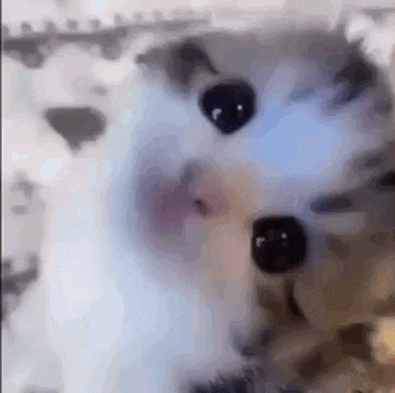 a close up of a cat 's face with black eyes looking at the camera .