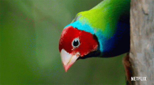 Lovebird Life In Color With David Attenborough GIF - Lovebird Life In Color With David Attenborough Looking Around GIFs
