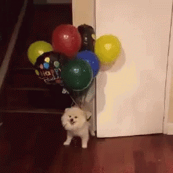 Dog Fly GIF - Dog Fly Balloons GIFs