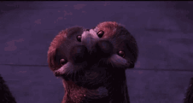 two otters are kissing each other on the nose in a purple background .