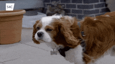 a brown and white dog with the letters s4c on the bottom left