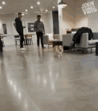 a dog is standing in a living room with a juxin video logo on the wall