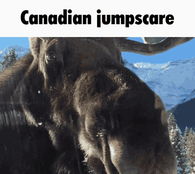 a picture of a moose with the words canadian jumpscare below it