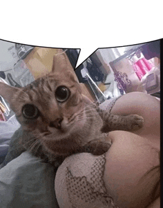 a cat is laying on a woman 's lap with a speech bubble behind it