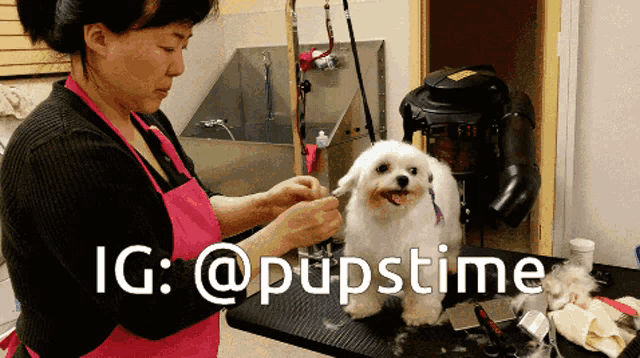 a woman in a pink apron is grooming a small white dog with the caption ig : @pupstime