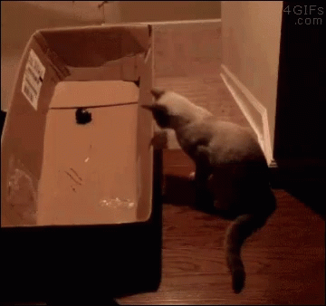 Derp Funny GIF - Derp Funny Cats GIFs