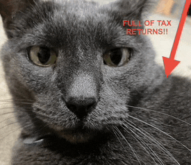 a cat with a red arrow pointing down that says " full of tax returns "