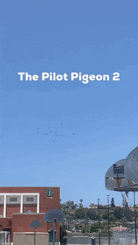 a poster for the pilot pigeon 2 shows a basketball court