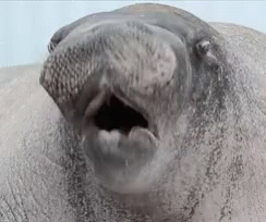 Walrus Wet GIF - Walrus Wet Mouth GIFs