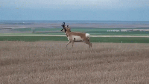 Pronghorn Antelope GIF - Pronghorn Antelope Bunhein GIFs