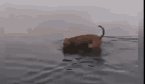 a dog is swimming in a body of water with its tail hanging out of the water .