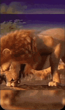 a lion with the name bassem on the bottom