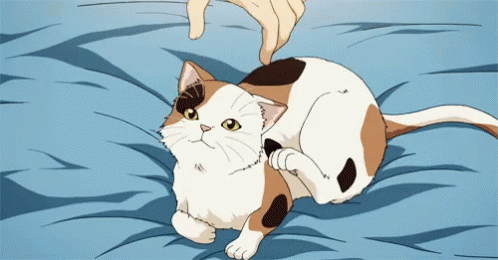 Anime Cats GIF - Anime Cats Pick Up GIFs