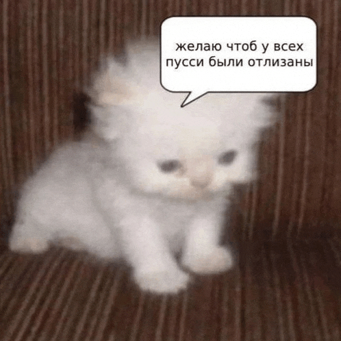 a small white kitten is sitting on a brown couch with a speech bubble .