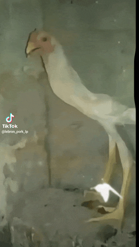 a painting of a chicken with a tiktok watermark on the bottom right