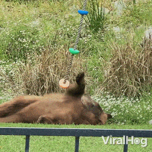 Playing Bear Viralhog GIF - Playing Bear Bear Viralhog GIFs