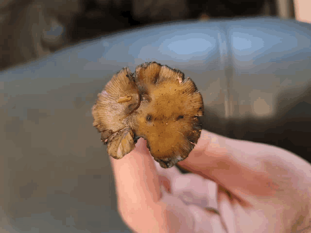 a person is holding a mushroom in their hand with a black spot on it