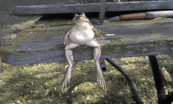 a frog is sitting on a wooden bench with its legs crossed