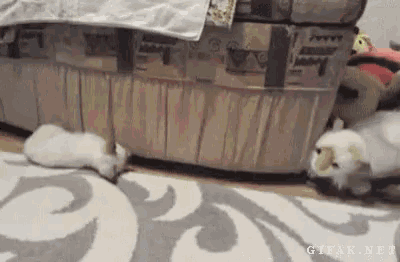 Cat Surprise GIF - Cat Surprise Stuffed Animal GIFs