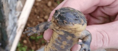 a close up of a person holding a lizard in their hand .