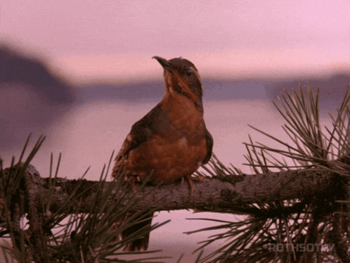 a bird perched on a tree branch with rothsot.tv in the corner