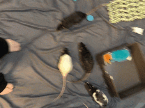 Swarm Rats GIF - Swarm Rats Petrat GIFs