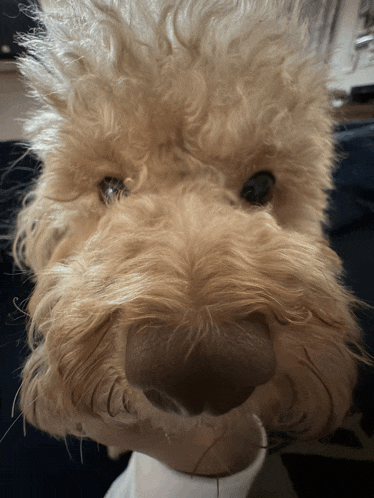 a close up of a dog 's face with a white sweater on