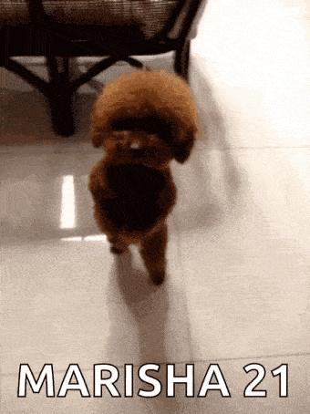 a small brown poodle is walking on a tiled floor with the name marisha 21 on the bottom .