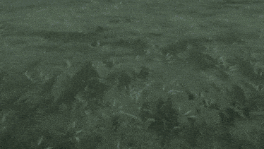 a person standing on the edge of a cliff surrounded by tall grass