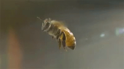 Bee Busy GIF - Bee Busy Bee Flying GIFs