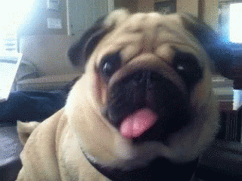 Pug Cute GIF - Pug Cute Tongue Out GIFs