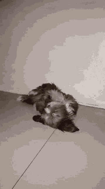 a dog laying on its back on a tiled floor
