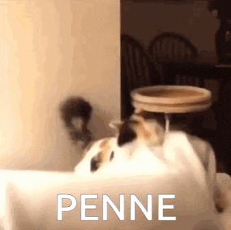 a cat laying on a table with the word penne written in white