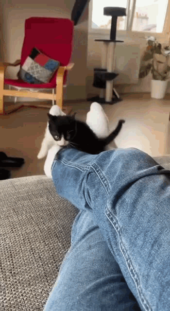 a black and white kitten is laying on a person 's leg .