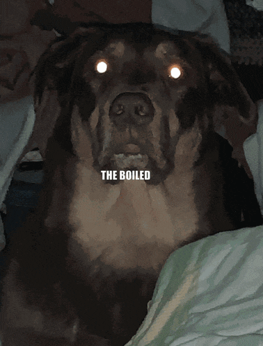 a man wearing glasses and a mask says bradlen the boiler