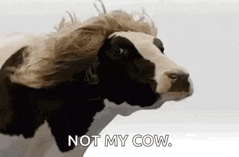 a black and white cow with a wig on its head is saying not my cow .