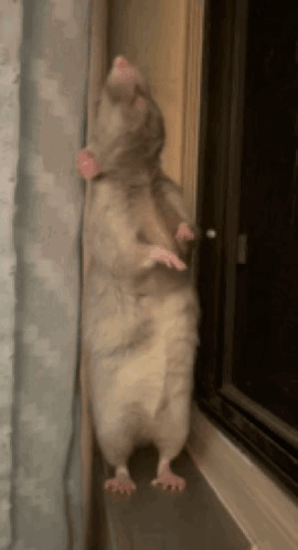 Happy Rat Rats GIF - Happy Rat Rat Rats GIFs