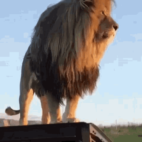 Lion Mane GIF - Lion Mane Roar GIFs