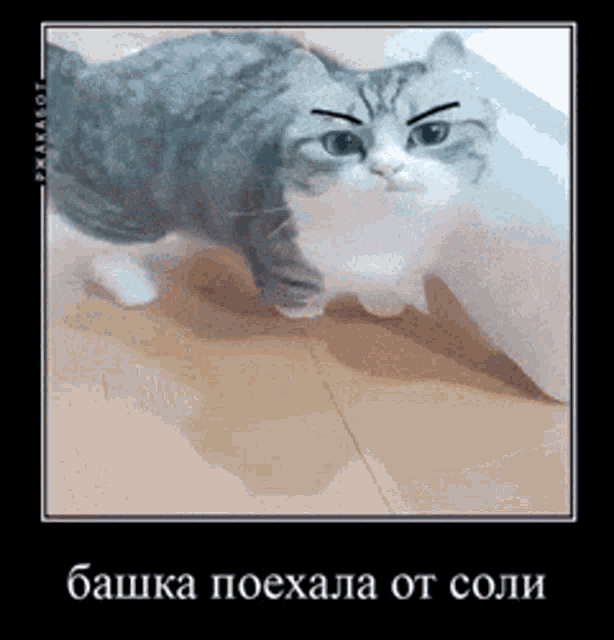 Komaru Cat комару GIF - Komaru Cat комару бошкапоехалаотсоли GIFs
