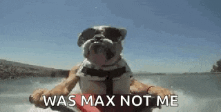 a bulldog wearing sunglasses is riding a jet ski in the water .