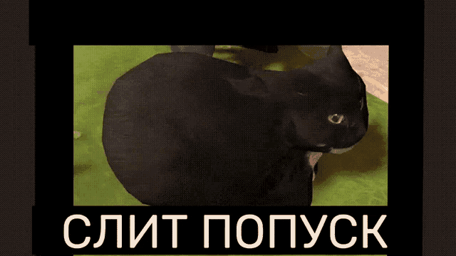 Dingus Cat GIF - Dingus Cat Maxwell Cat GIFs