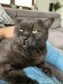 a gray cat is laying on a person 's lap