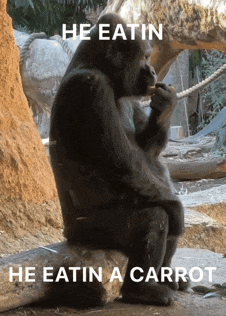 a gorilla sitting on a rock eating a carrot with the caption " he eatin he eatin a carrot "