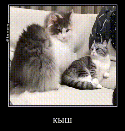 two cats are sitting on a couch with the word kish on the bottom right